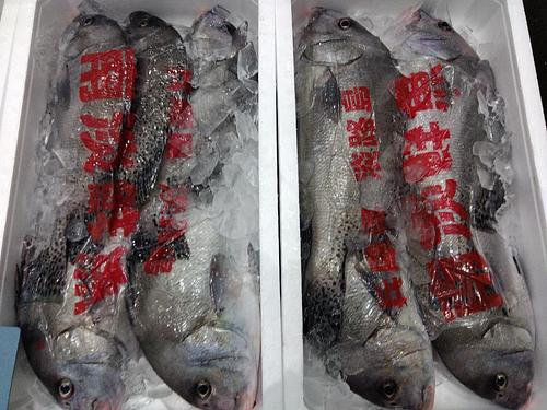 コショウダイ4入約6kg(定置)