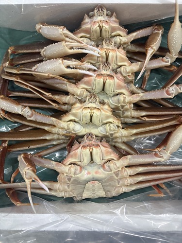 若松葉ガニ5入約2.6kg(底曳)