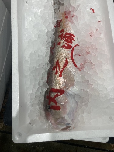 シロアマダイ1入約1.2kg(釣)