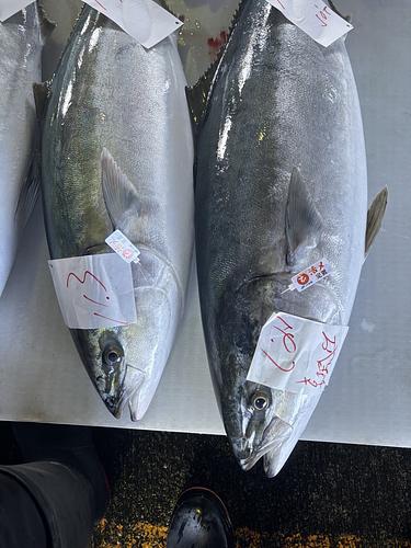 活〆ブリ(定置)