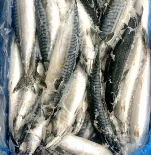 マサバ600gUP約10kg(底曳)