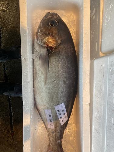 神経〆メダイ1入約7.6kg(釣)