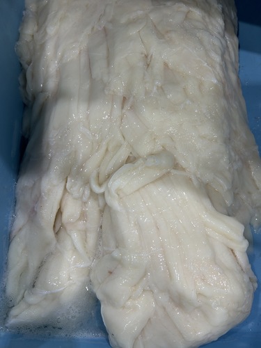 マンボウ約4kg(沿岸)