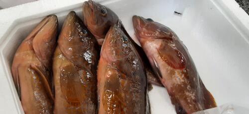 活〆キジハタ(アコウ)5入約1kg(定置)