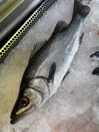神経〆ヒラスズキ1入約2kg(沿岸)