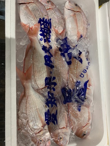 チダイ5/6尾約3kg(小網)