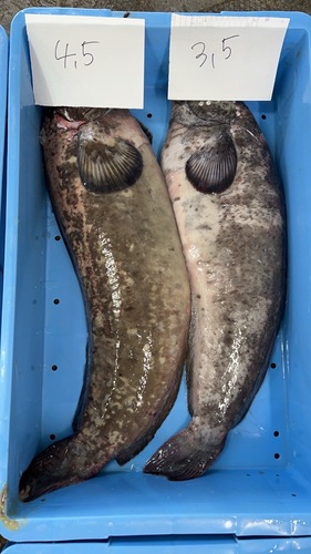 ボウズギンポ3,5-4,5kg/1入約4kg