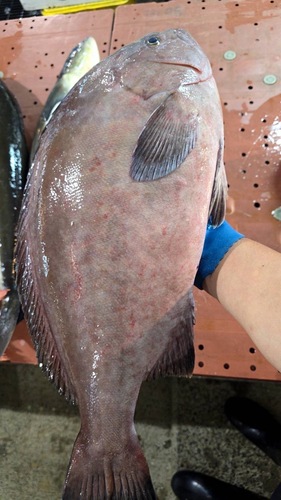 トビハタ4キロもの1入約4kg(沿岸)