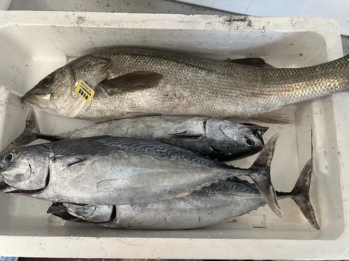 鮮魚BOX約5.5kg(定置)