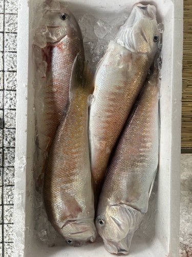 シロアマダイ1入約0.95kg(定置)