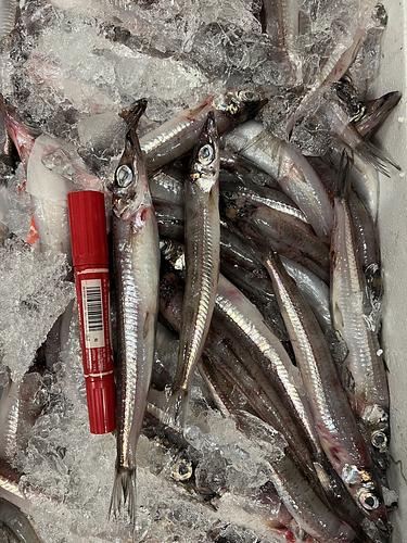 ニギス約5kg(底曳)