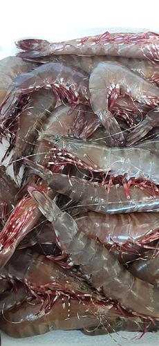 クマエビ1尾40g前後約2kg(底曳)