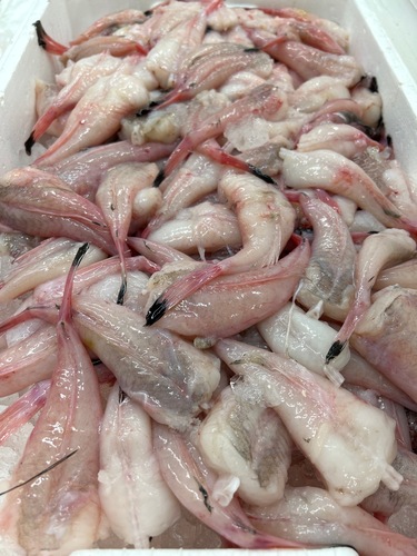 アンコウ（ムキ身）バラ約10kg(底曳)