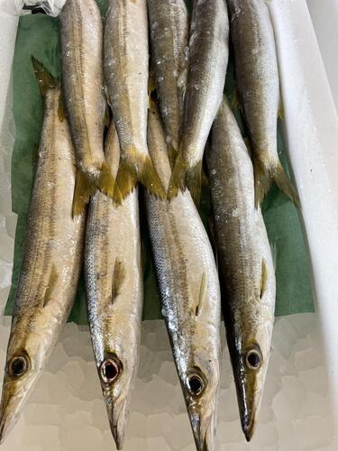 カマス9入約2kg(定置)