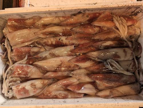 ケンサキイカ4段３１入から35入31入約5kg(底曳)