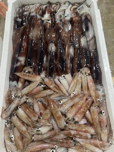 鮮魚BOX約5kg(底曳)