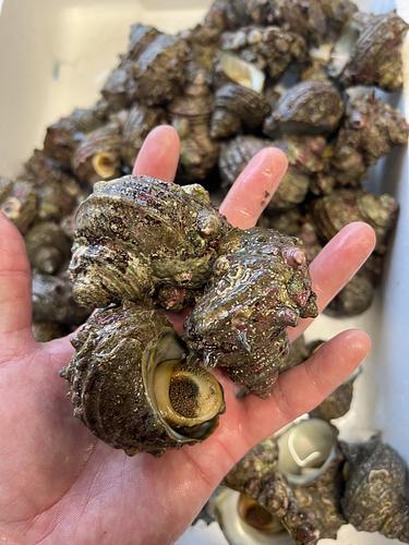 サザエ約8kg(沿岸)