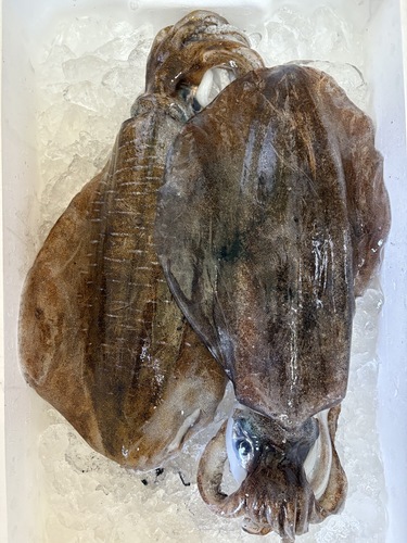 アオリイカ2入約2.5kg(定置)
