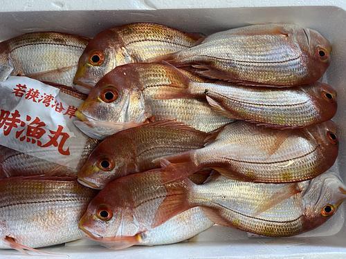 レンコダイ12入約4kg(釣)