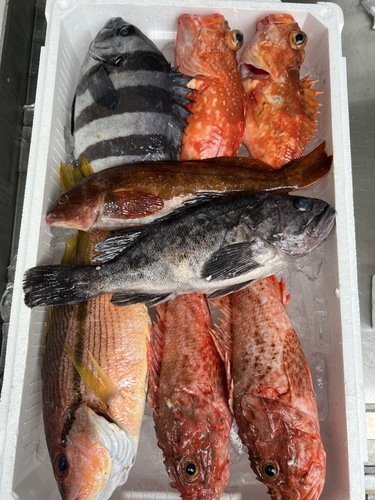 鮮魚BOX約4.4kg(釣)