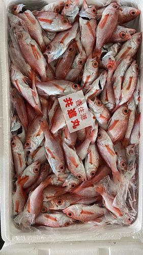ノドグロ(アカムツ)小々約6kg(底曳)