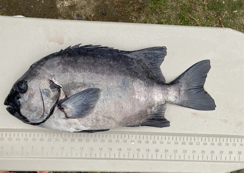 活〆イシダイ1入約3.2kg(銛突)
