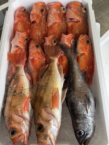 活〆鮮魚BOX約4.1kg(釣)