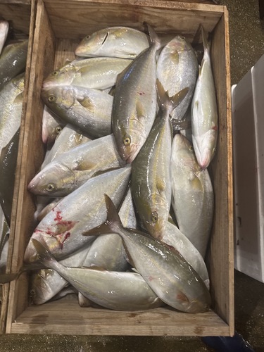 カンパチ200g〜400g約10kg(定置)