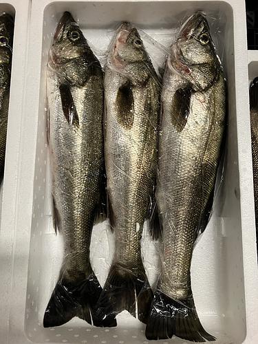 スズキ4.8〜5.7k  3入約5kg