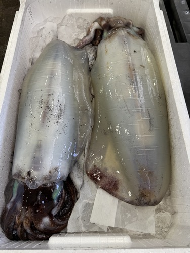 アオリイカ2入約2.8kg(定置)