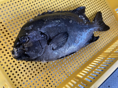 活〆イシダイ1入約2kg(銛突)