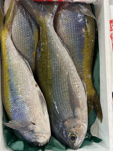 ウメイロ1kサイズ4入約4kg(釣)