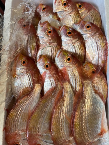 レンコダイ16入約4.8kg(釣)