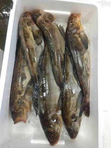 ホッケ6入約5kg