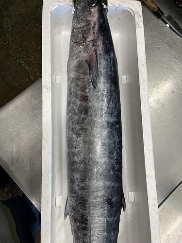 カマスサワラ1入約10.8kg(定置)