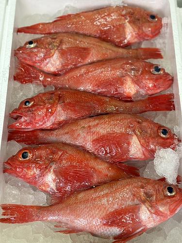 キチジ7入3.0kg7入約3kg