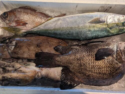 鮮魚BOX5入約4.2kg(釣)