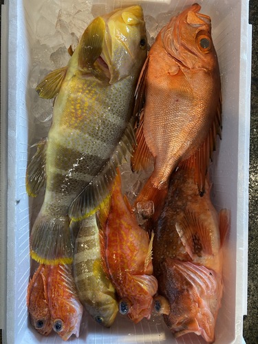 活〆鮮魚BOX7入約3.7kg(釣)