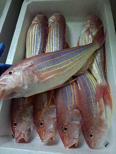 イトヨリダイ特価大サイズ8入約6.2kg(定置)