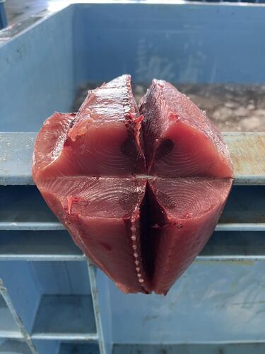 キハダマグロ新口 4/5kg1入約4.5kg(釣)