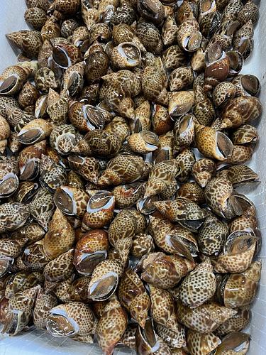 本バイ約5kg(沿岸)