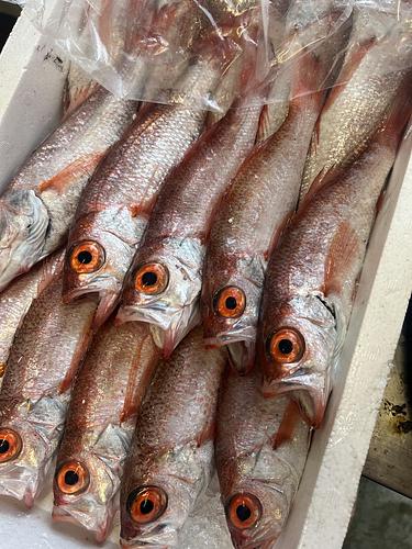 ノドグロ(アカムツ)揃い、色目良し15入約3.4kg(底曳)