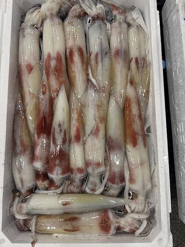ケンサキイカ２半15入約4.5kg(釣)