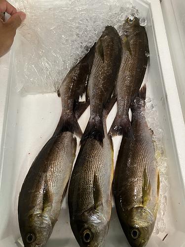 活〆イサキ6入約2.1kg
