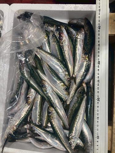 中羽イワシ約30g約3kg(沿岸)