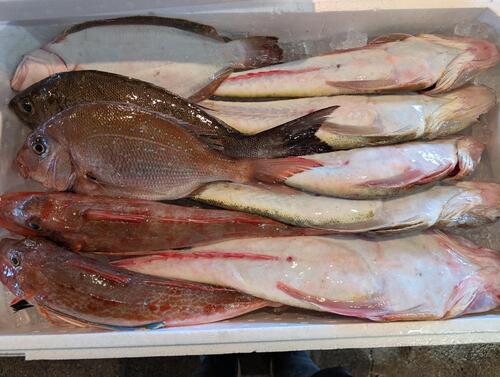 鮮魚BOX10入約5.1kg(釣)
