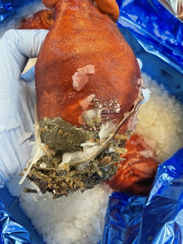 ホヤ7入約5kg(沿岸)