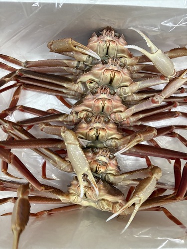 若松葉ガニ6入約2.6kg(底曳)