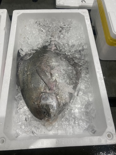 マナカツオ1入約2.2kg