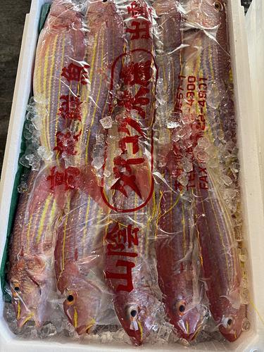 イトヨリダイ10入約5.4kg(底曳)